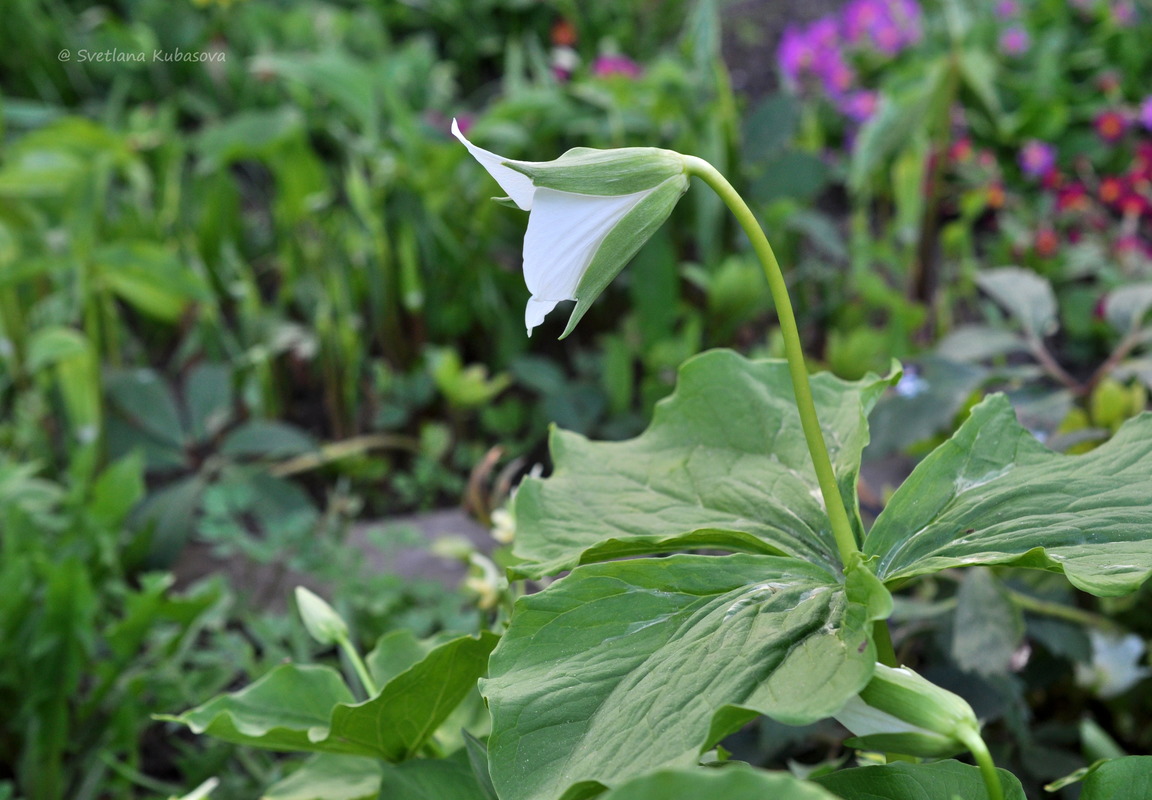 Image of Trillium flexipes specimen.