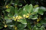 Laurus nobilis