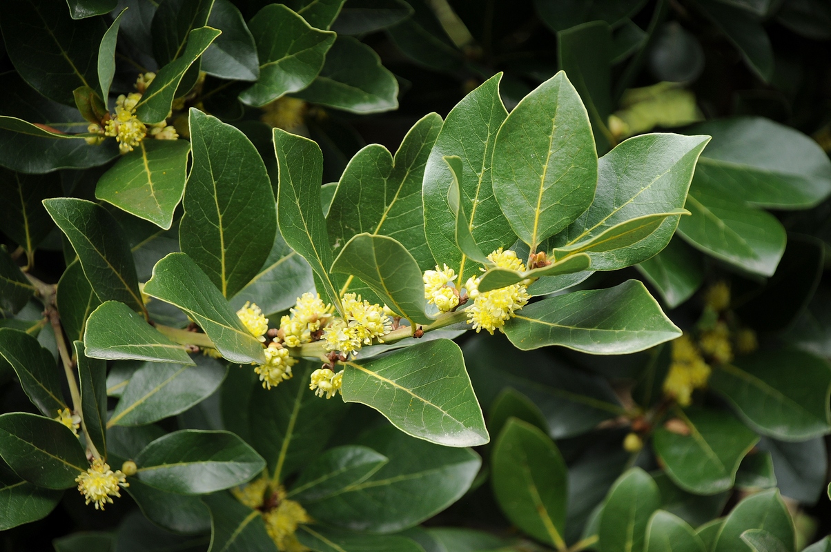 Image of Laurus nobilis specimen.