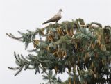 Picea pungens f. glauca