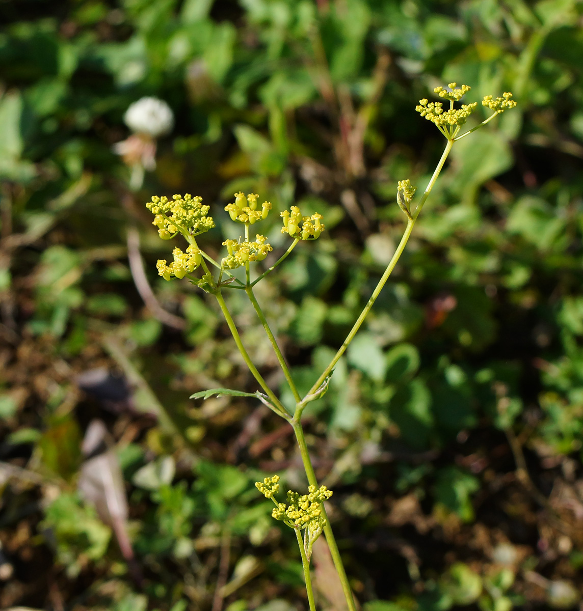 Изображение особи Pastinaca sylvestris.