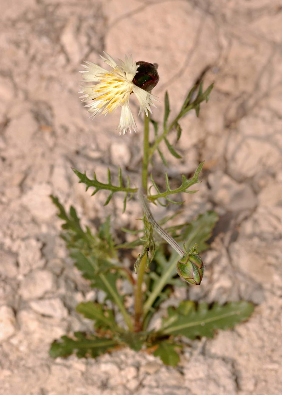 Image of Amberboa turanica specimen.