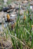 Carex saxatilis