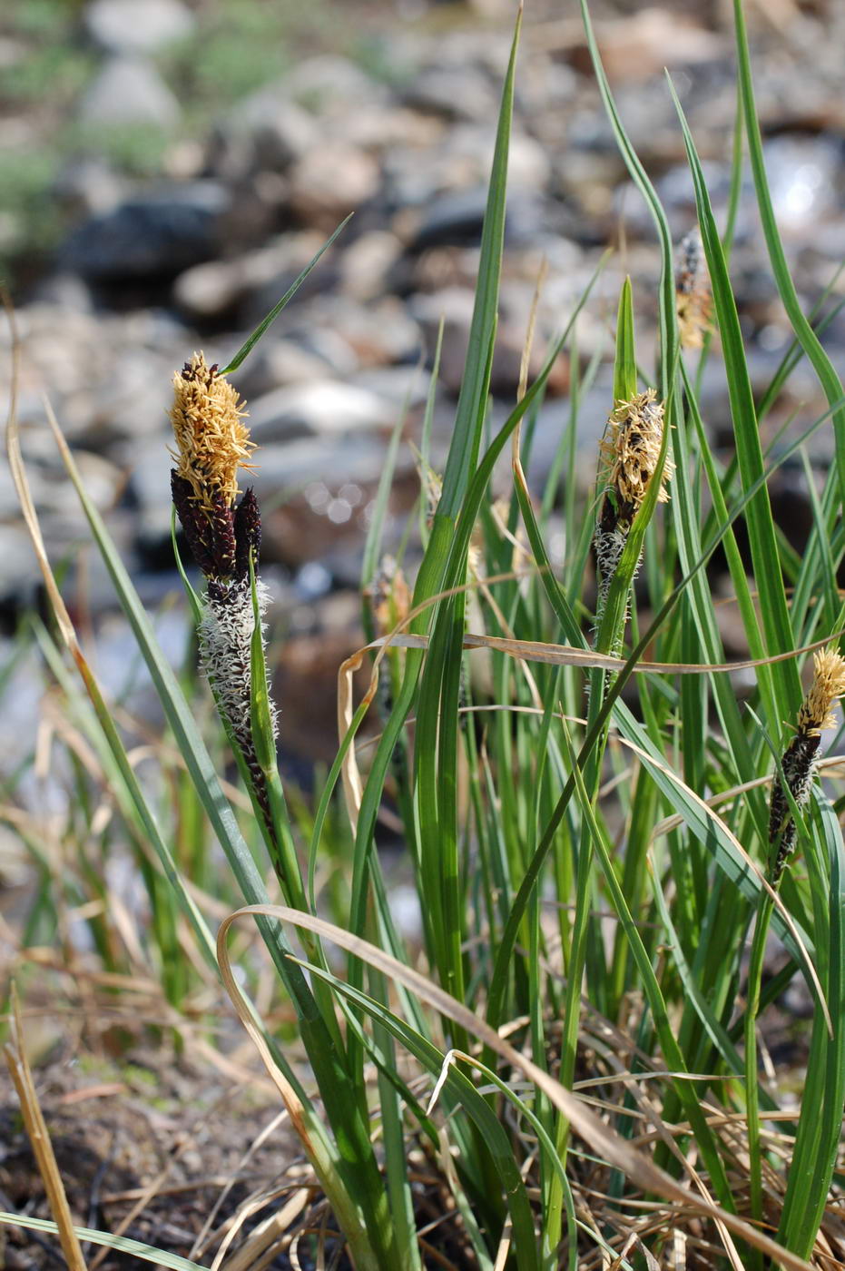 Изображение особи Carex saxatilis.