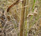 Hieracium pervagum