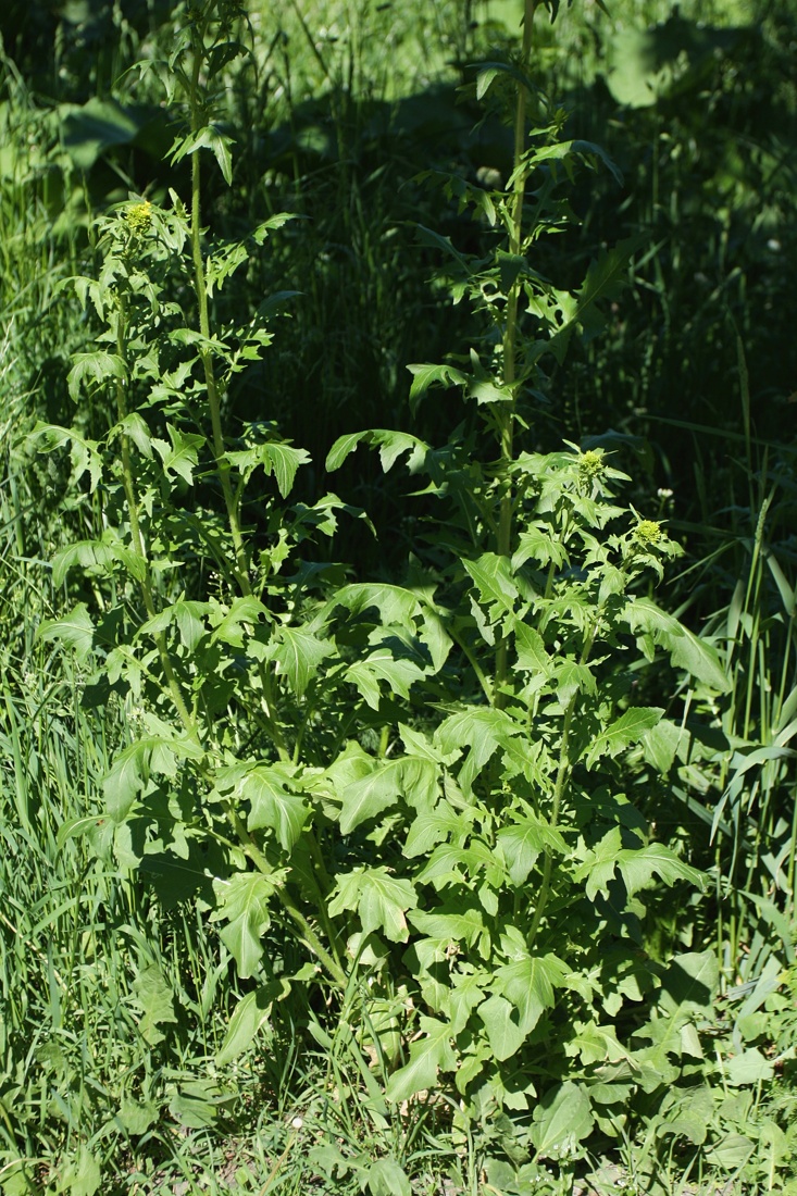 Image of Sisymbrium loeselii specimen.