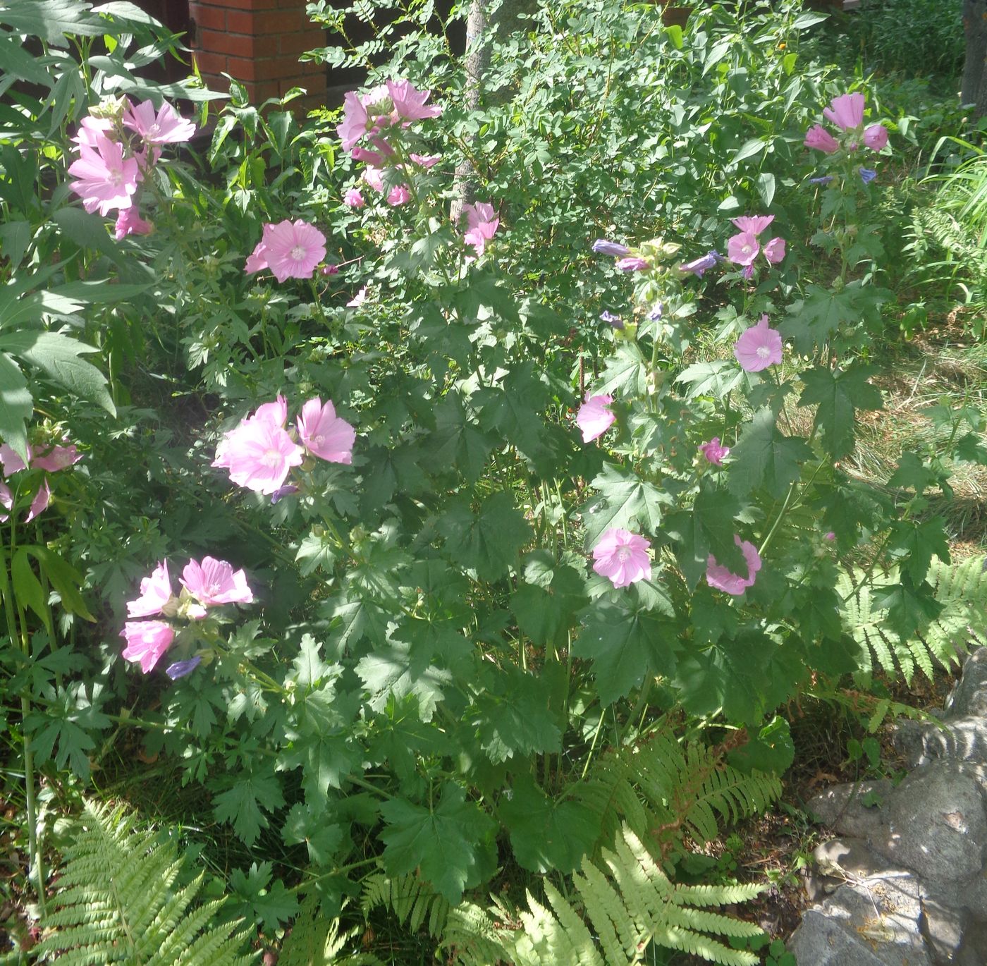 Image of Malva thuringiaca specimen.