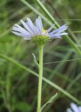 Aster alpinus. Верхушка побега с соцветием (видны листочки обёртки). Казахстан, Восточно-Казахстанская обл., Зыряновский р-н, окр. пос. Новая Бухтарма, правый берег Бухтарминского вдхр., закустаренный каменистый склон сопки. 16.06.2019.