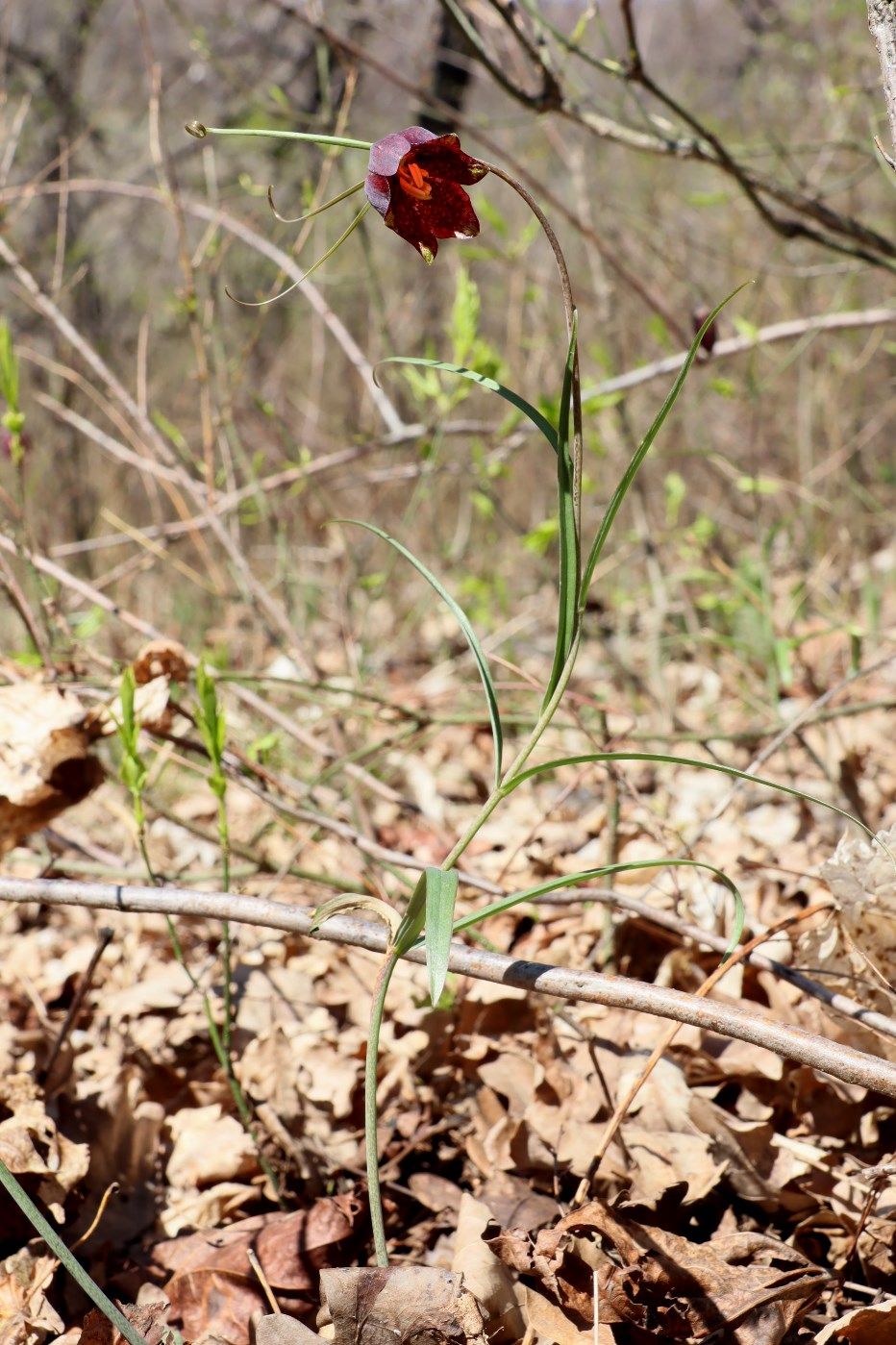 Изображение особи Fritillaria ruthenica.