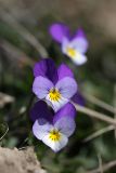 Viola tricolor. Цветки. Карельский перешеек, окр. Сертолово, на краю поля. 10.05.2020.