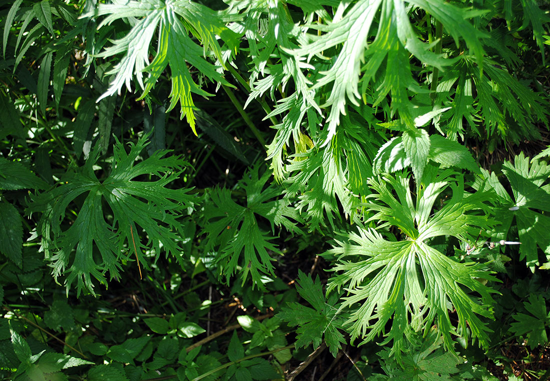 Image of Aconitum leucostomum specimen.