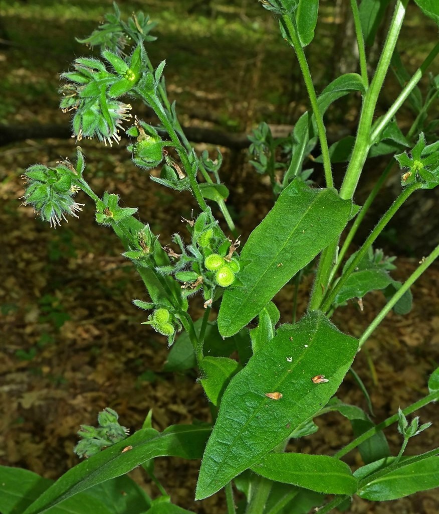 Image of Solenanthus biebersteinii specimen.