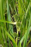 Sparganium microcarpum
