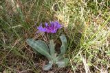 Centaurea achtarovii