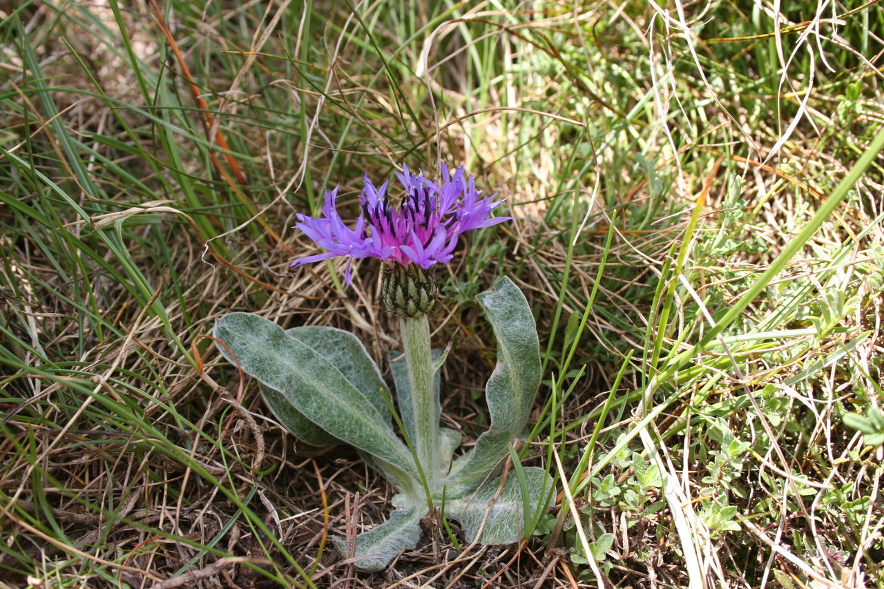 Image of Centaurea achtarovii specimen.