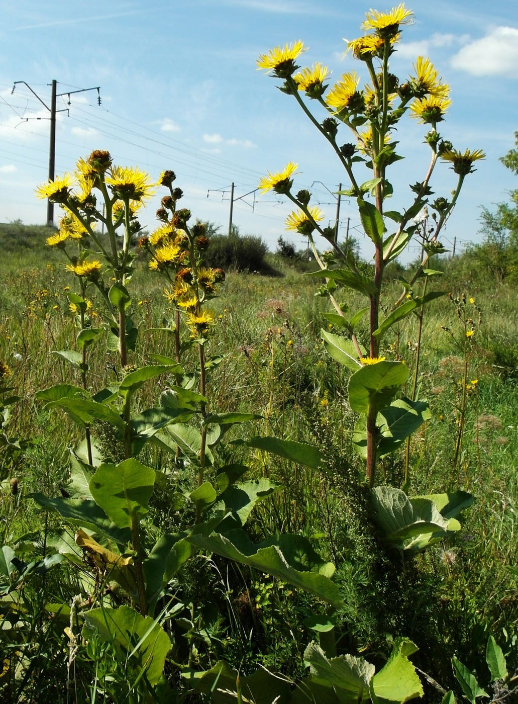 Image of Inula helenium specimen.