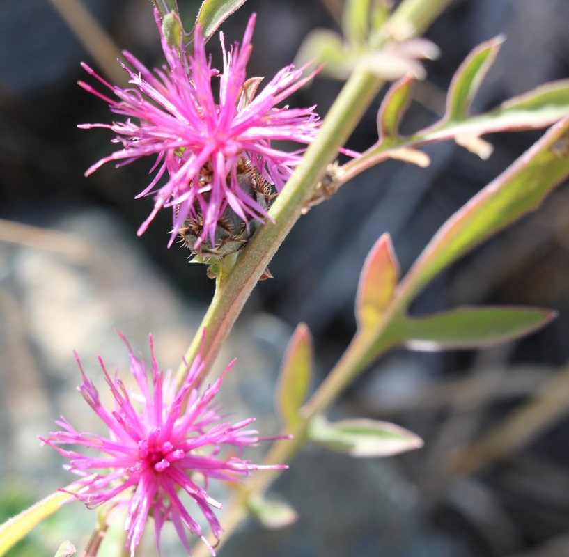 Изображение особи род Centaurea.