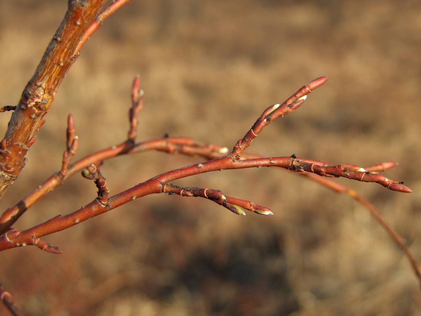 Image of Salix dshugdshurica specimen.
