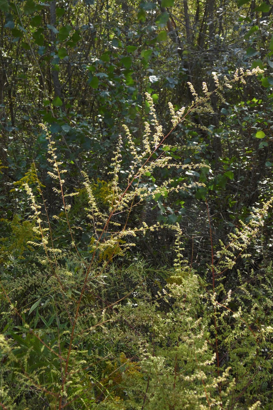 Изображение особи Artemisia scoparia.