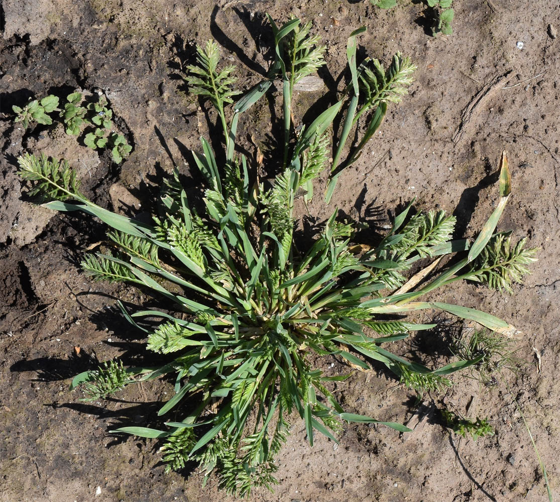 Изображение особи Sclerochloa dura.