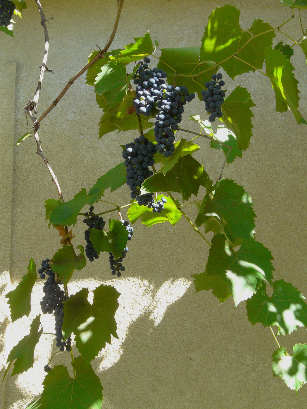 Image of Vitis × bacoi specimen.