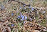 Viola rupestris