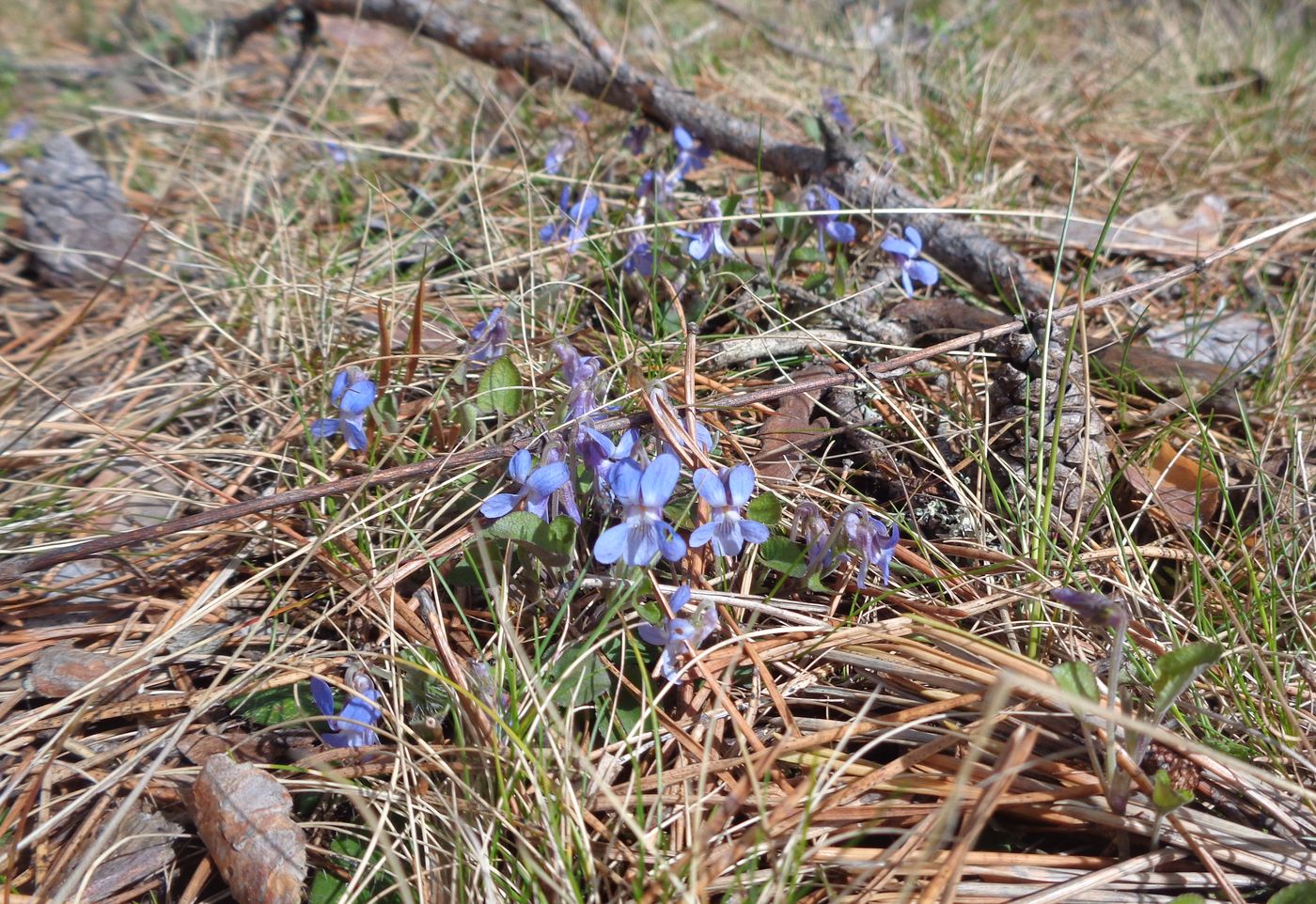 Image of Viola rupestris specimen.