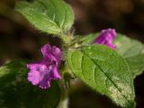 Clinopodium vulgare