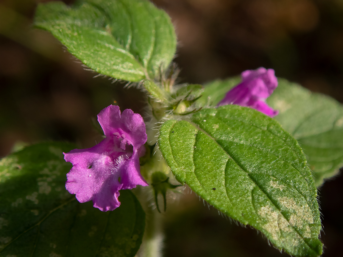 Image of Clinopodium vulgare specimen.