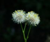 Senecio vulgaris