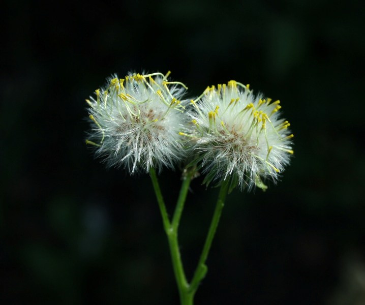 Image of Senecio vulgaris specimen.