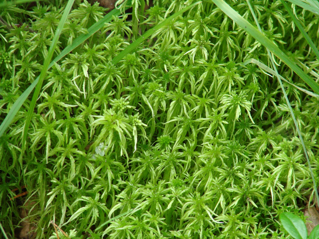 Image of Sphagnum girgensohnii specimen.