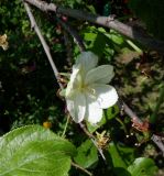 Prunus domestica