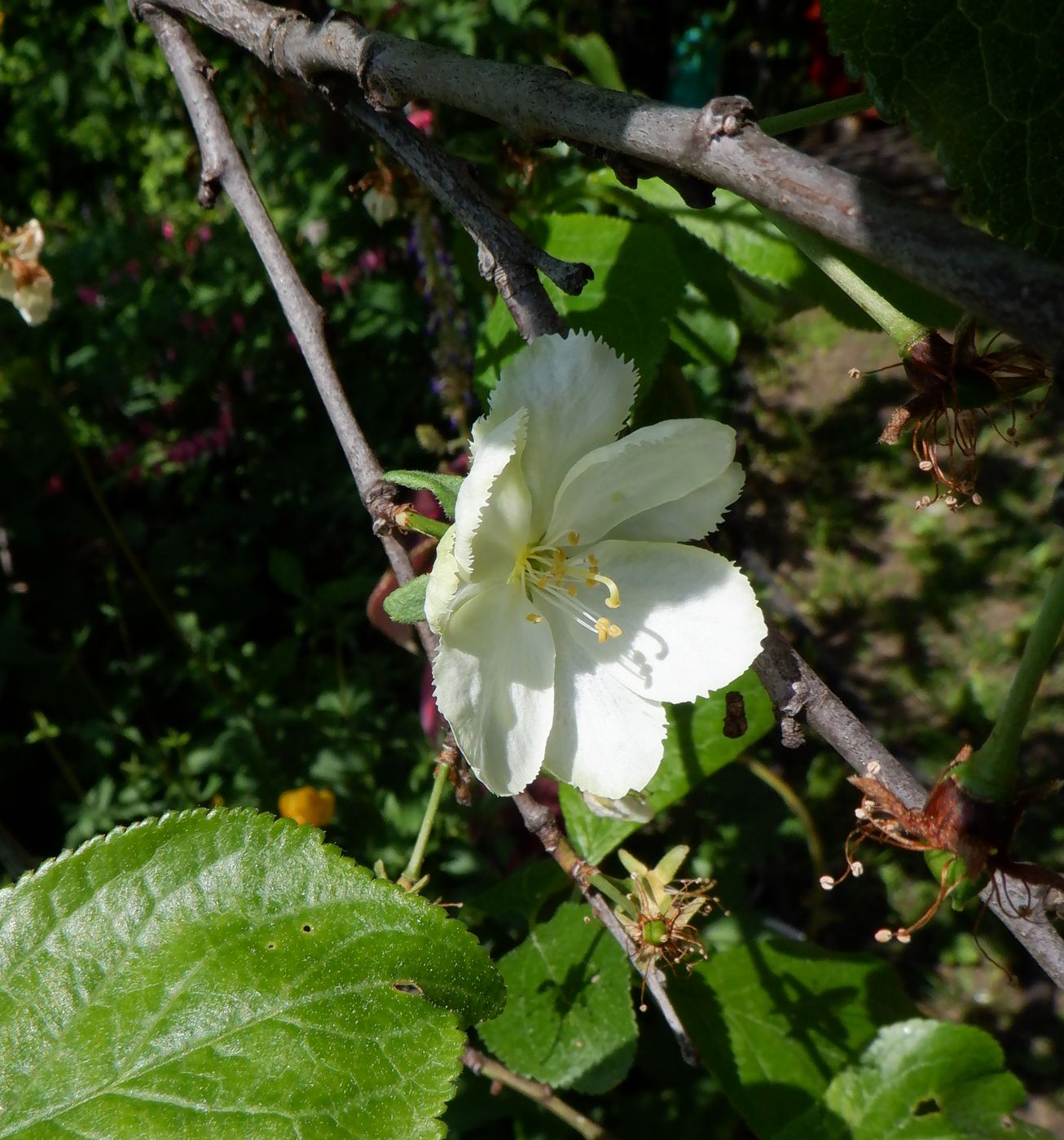 Изображение особи Prunus domestica.