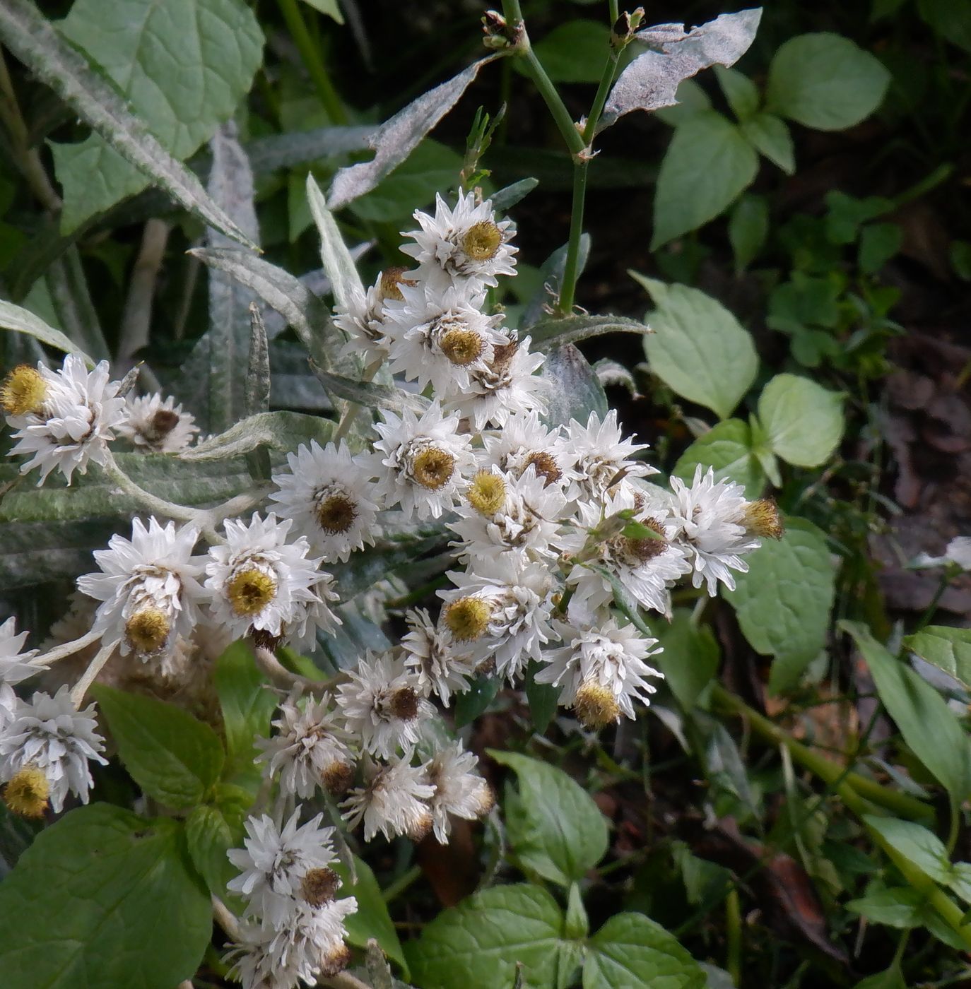 Image of Anaphalis margaritacea specimen.