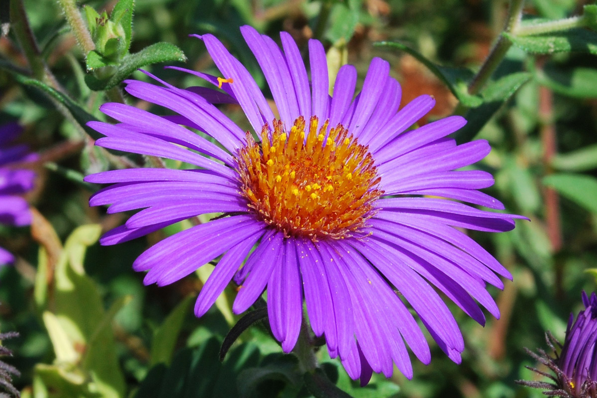 Изображение особи Symphyotrichum novae-angliae.