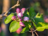 Malus domestica. Соцветие в бутонах. Ленинградская обл., Волосовский р-н, окр. дер. Пятая Гора, старый парк в заброшенной усадьбе. 02.06.2020.