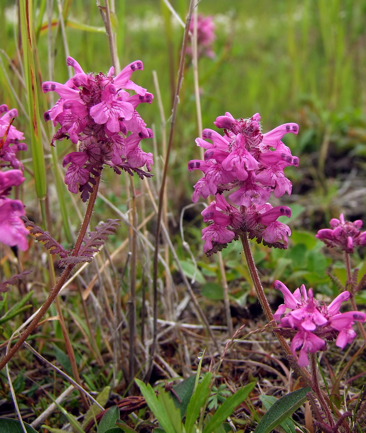 Изображение особи Pedicularis verticillata.