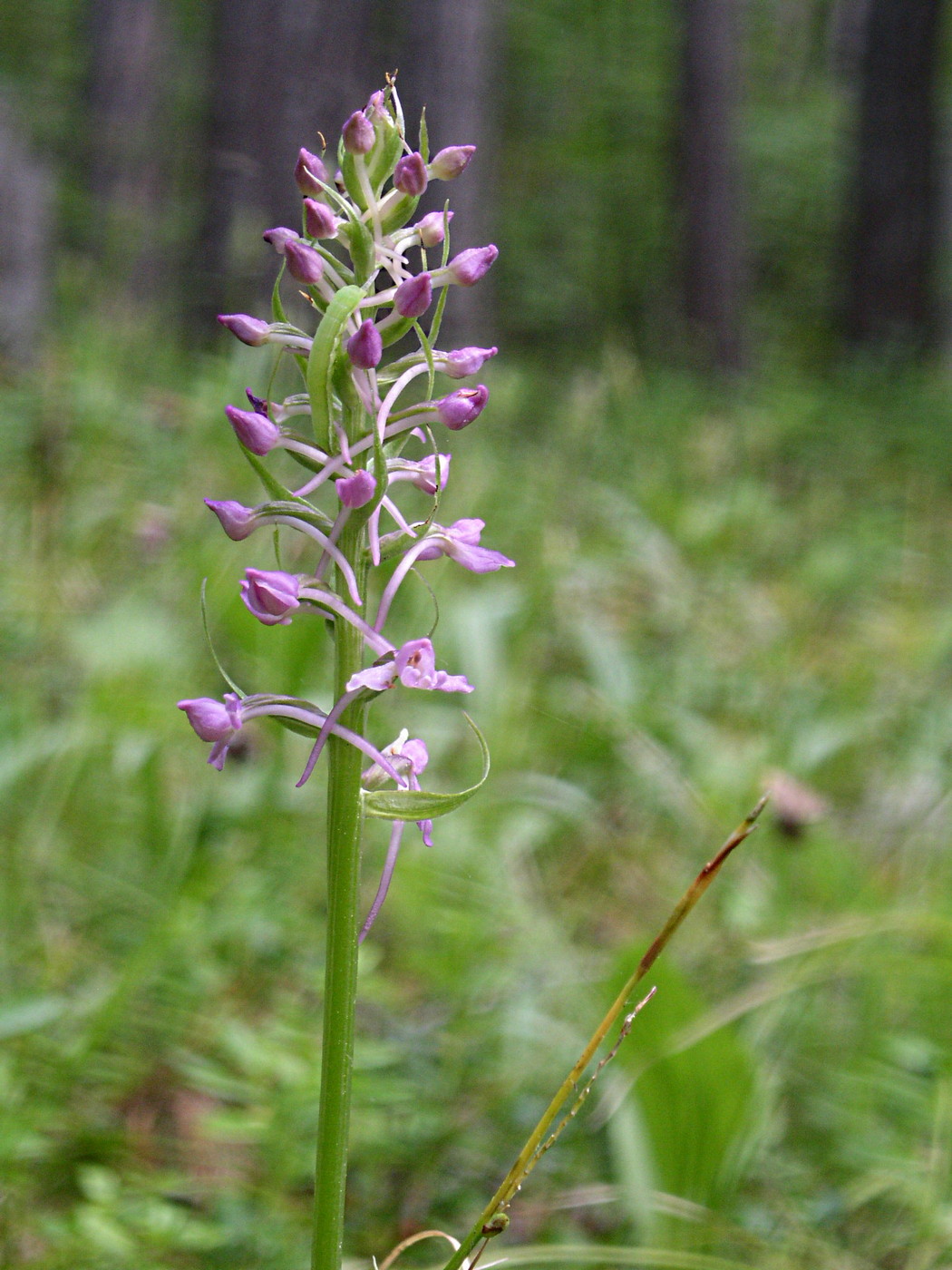 Изображение особи Gymnadenia conopsea.