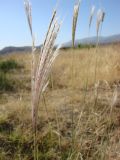 Bothriochloa ischaemum