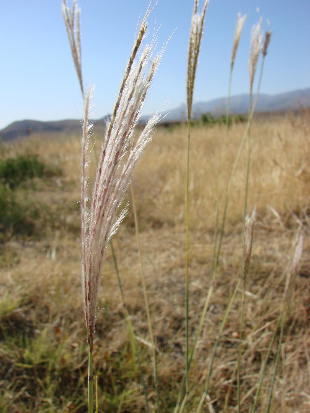 Изображение особи Bothriochloa ischaemum.