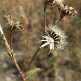 Hieracium robustum. Соплодия. Север Краснодарского края, Кущёвский заказник. 29.09.2010.