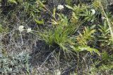 Allium stellerianum