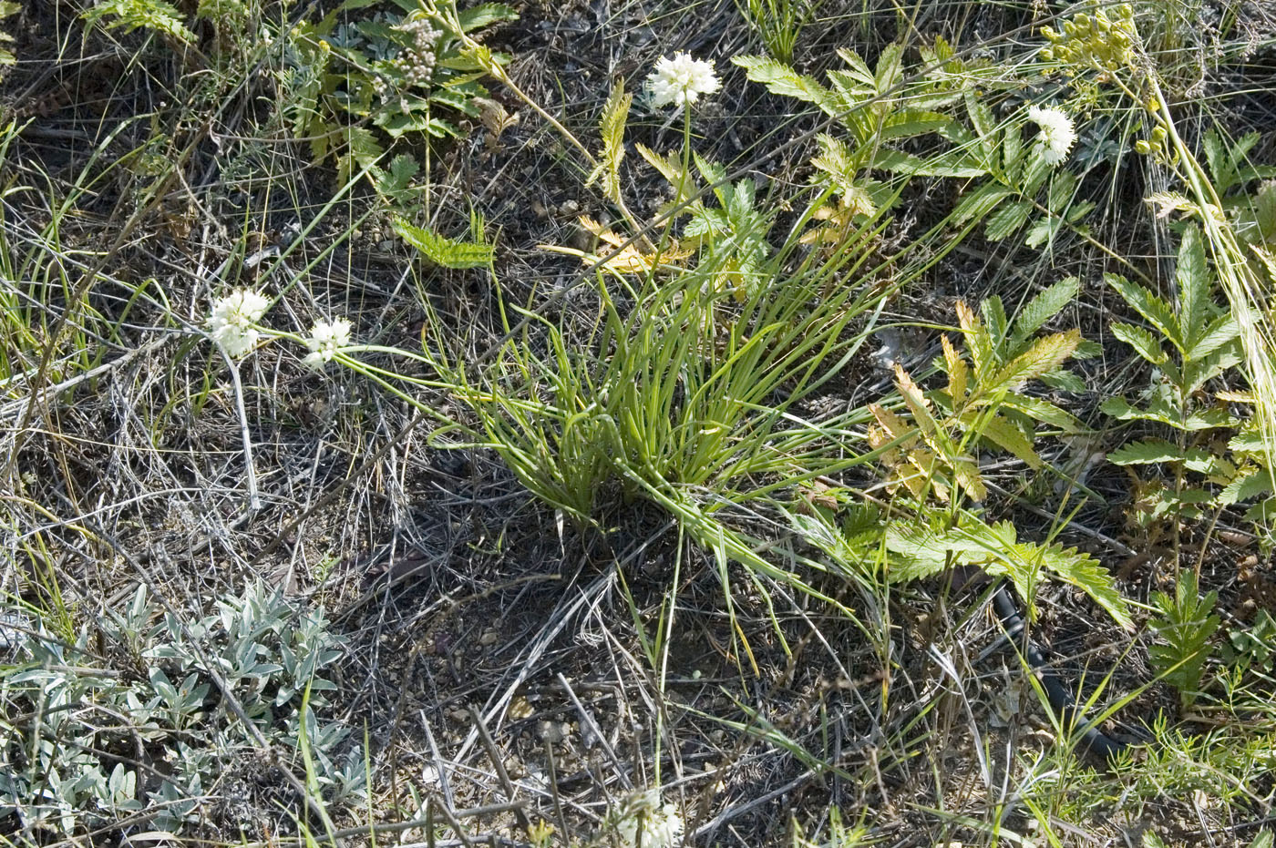 Image of Allium stellerianum specimen.