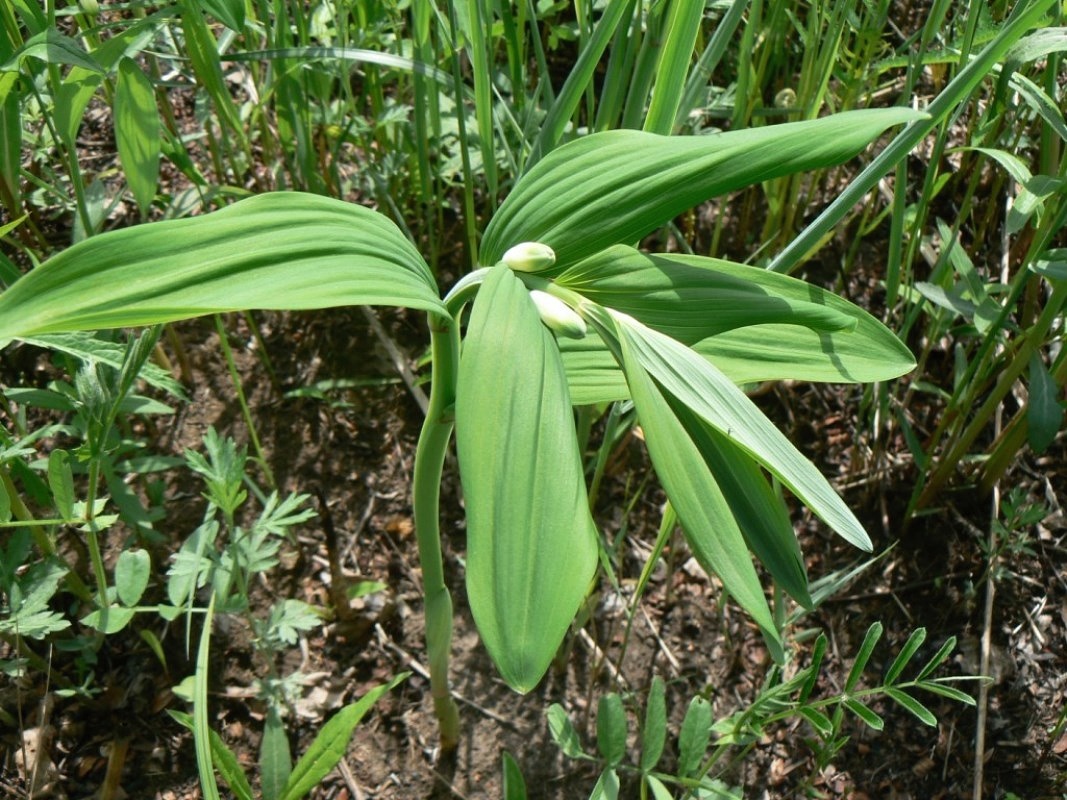 Image of Polygonatum odoratum specimen.