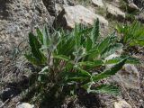 Phlomoides ajdarovae