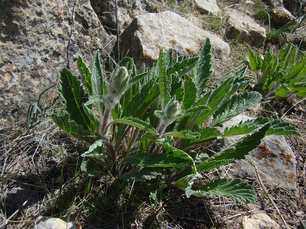 Image of Phlomoides ajdarovae specimen.