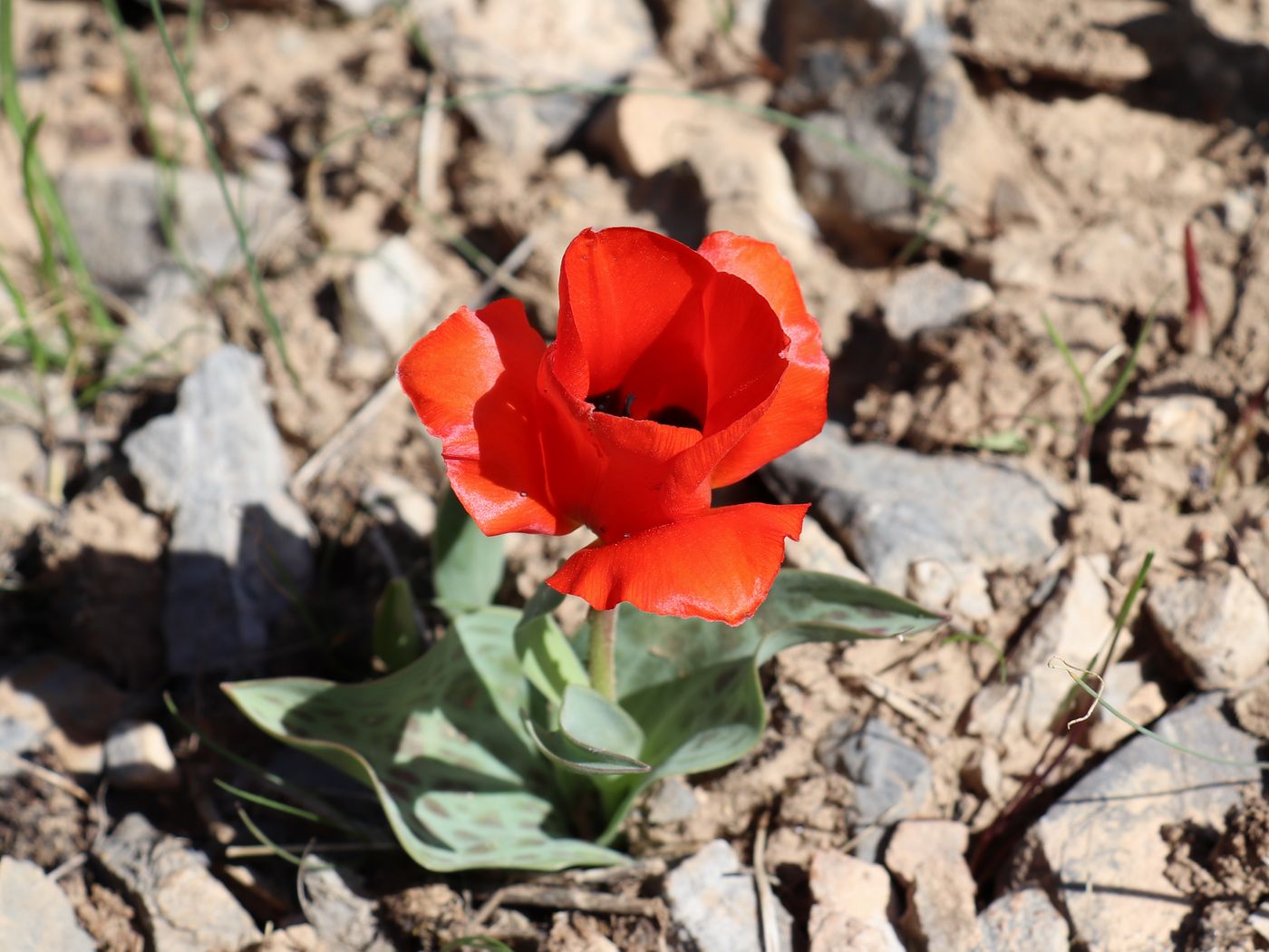 Изображение особи Tulipa greigii.