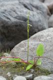 Alisma plantago-aquatica. Цветущее растение. Мурманская обл., Кандалакшский р-н, Княжегубское вдхр., низкий затапливаемый валунный берег оз. Пудос. 21.07.2020.