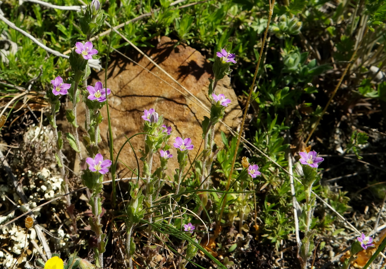 Изображение особи Legousia hybrida.